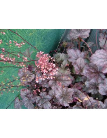 Heuchera Plum Pudding (1lt)