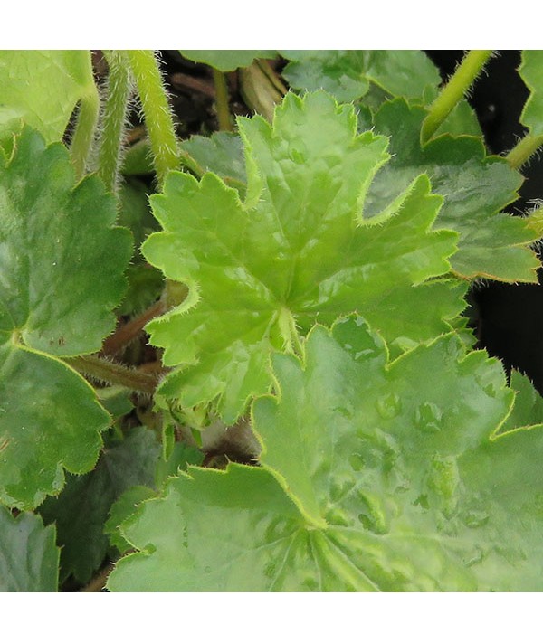 Heuchera sanguinea White Cloud (1lt)