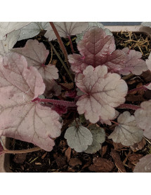 Heuchera Silver Gumdrop (1lt)