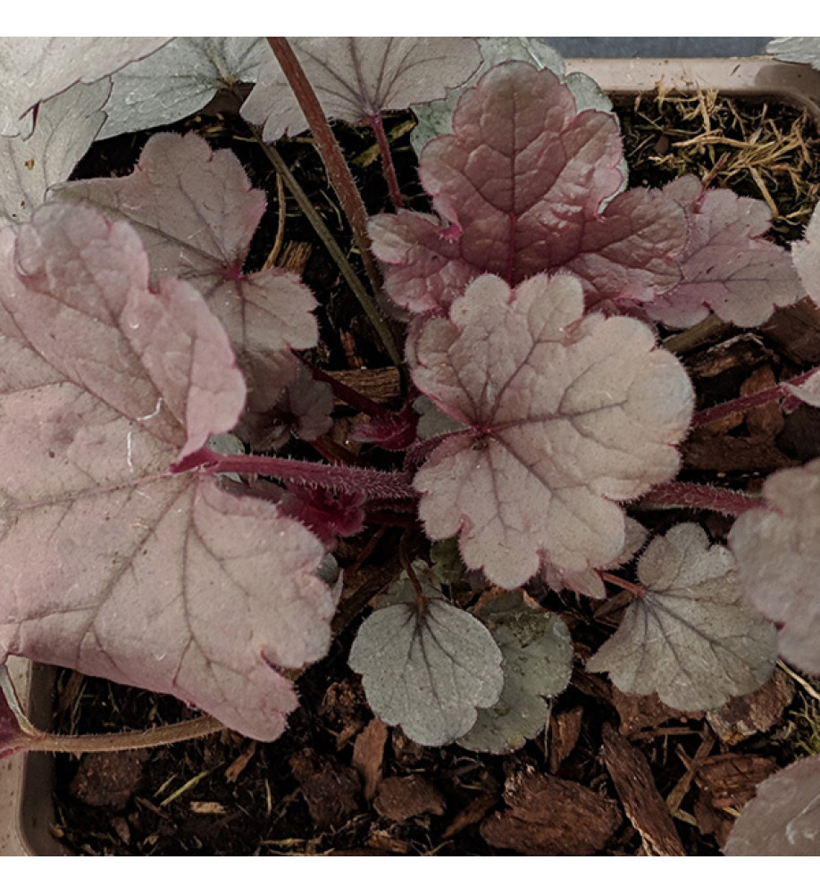 Heuchera Silver Gumdrop (1lt)