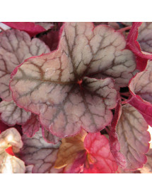 Heuchera Silver Scrolls (1lt)