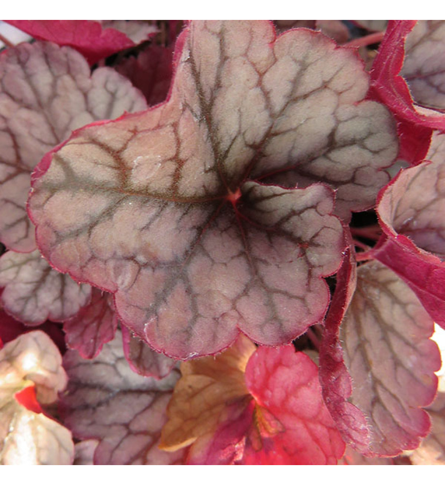 Heuchera Silver Scrolls (1lt)