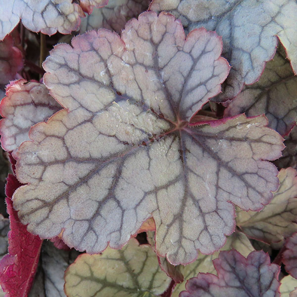 Heuchera Sugar Frosting (1lt)