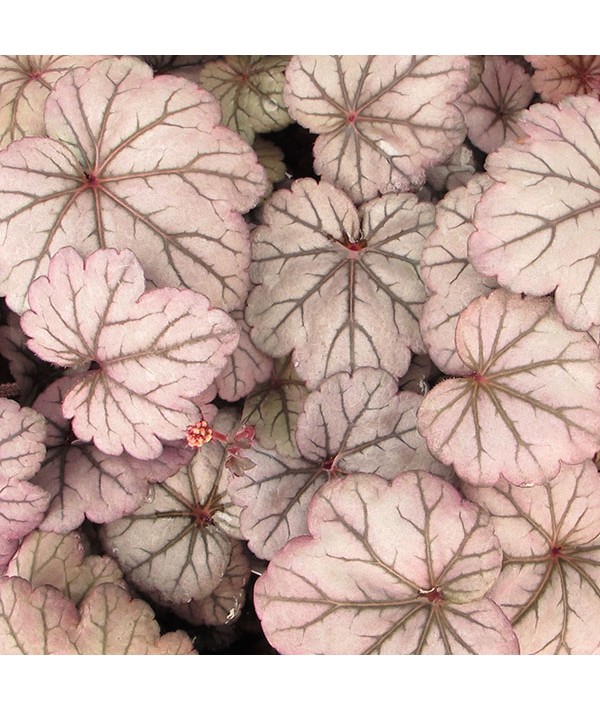 Heuchera Sugar Plum (1lt)