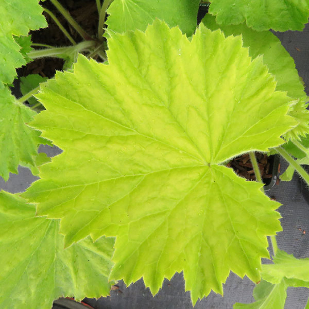 Heuchera villosa Autumn Bride (1lt)