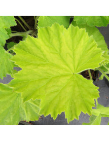 Heuchera villosa Autumn Bride (1lt)