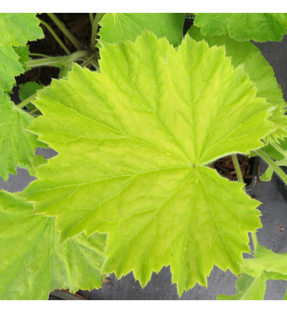 Heuchera villosa Autumn Bride (1lt)