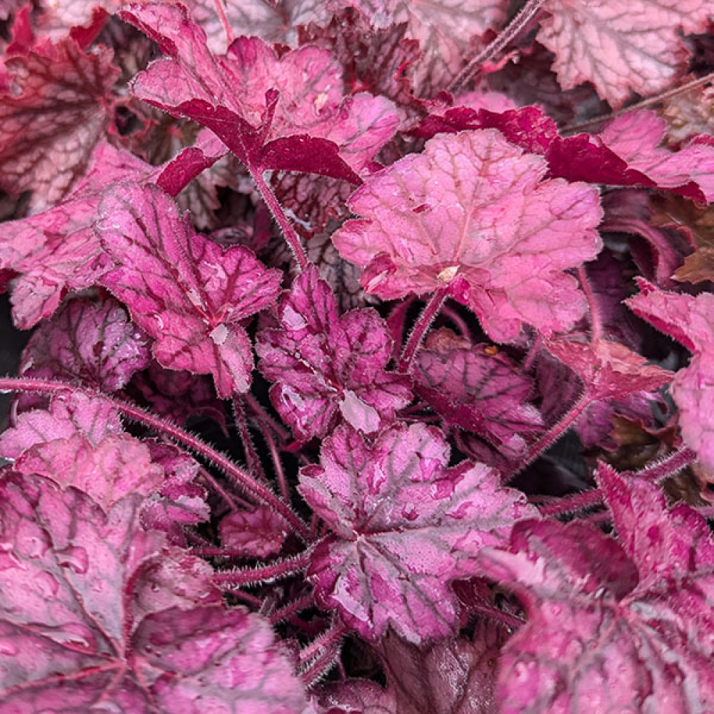 Heuchera Primo Wild Rose (1lt)