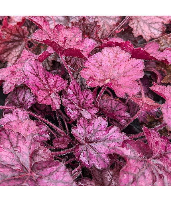 Heuchera Primo Wild Rose (1lt)