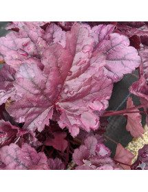 Heuchera Wildberry (1lt)