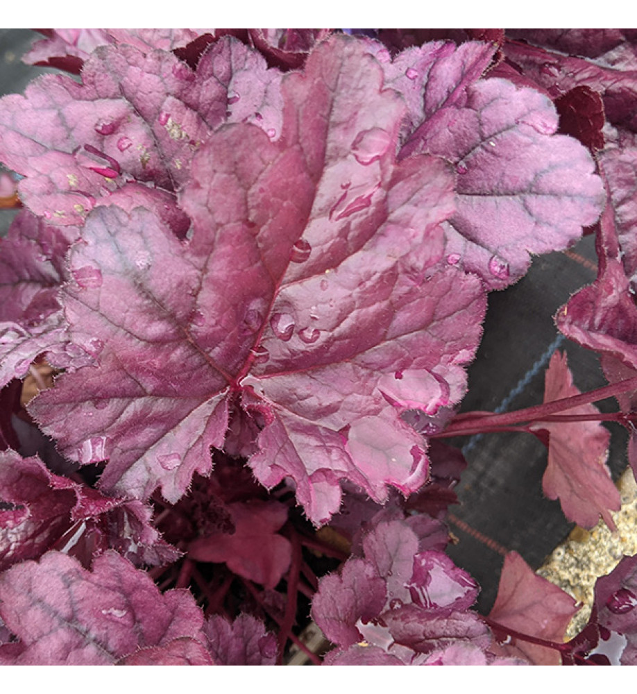 Heuchera Wildberry (1lt)