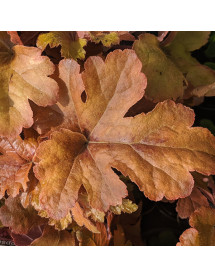 Heucherella Hopscotch (1lt)