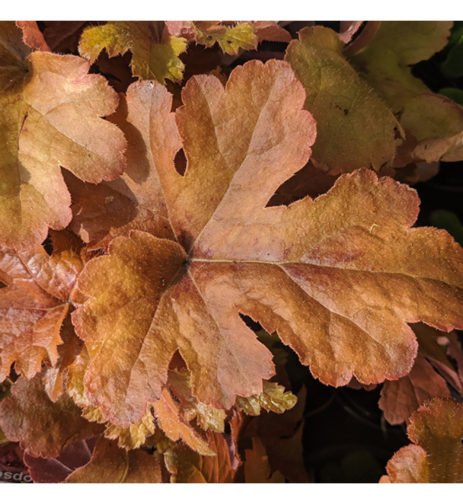 Heucherella Hopscotch (1lt)