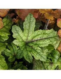 Heucherella Kimono (1lt)