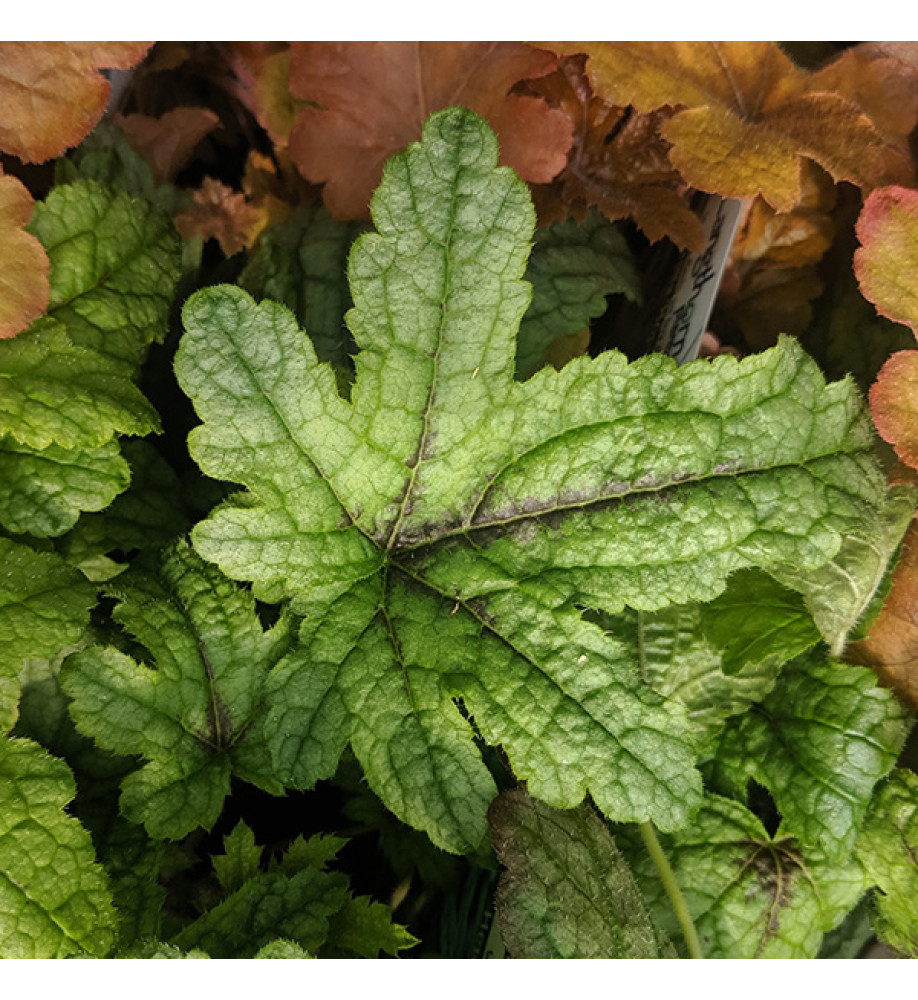 Heucherella Kimono (1lt)