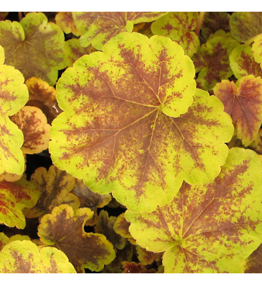 Heucherella Solar Eclipse (1lt)