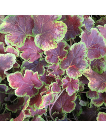Heucherella Solar Eclipse (1lt)