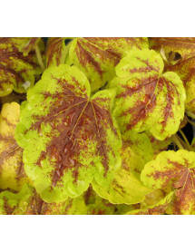 Heucherella Solar Power (1lt)