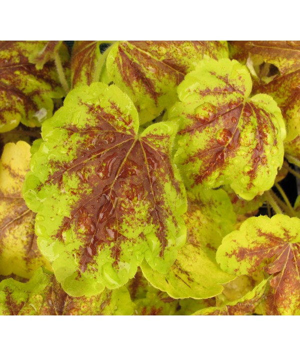 Heucherella Solar Power (1lt)