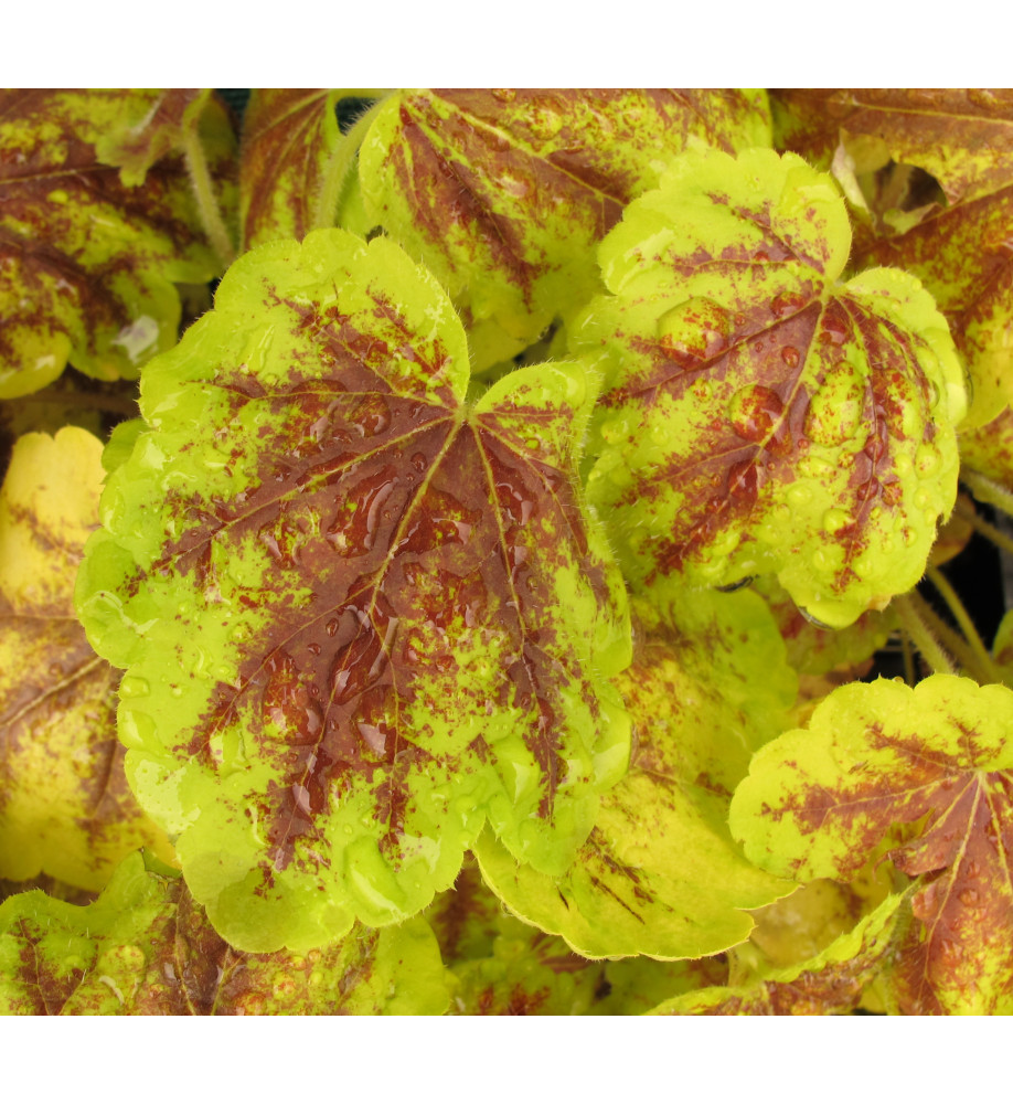 Heucherella Solar Power (1lt)
