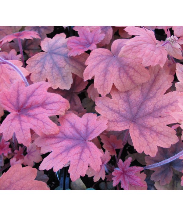 Heucherella Sweet Tea (1lt)