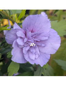 Hibiscus syriacus Blue Chiffron (4.5lt)