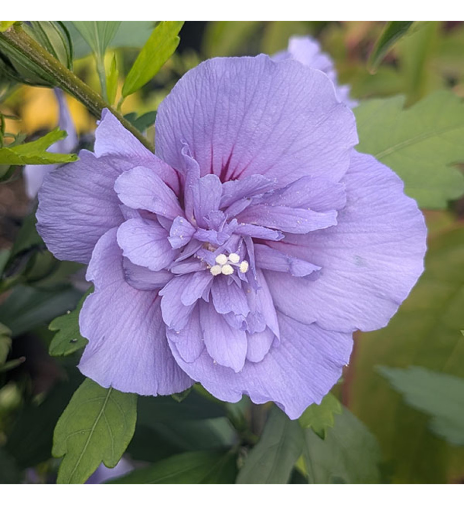 Hibiscus syriacus Blue Chiffron (4.5lt)