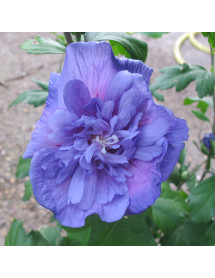 Hibiscus syriacus Blue Chiffron (4.5lt)