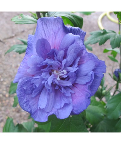Hibiscus syriacus Blue Chiffron (4.5lt)