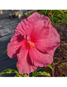 Hibiscus moscheutos Fantasia (7.5lt)