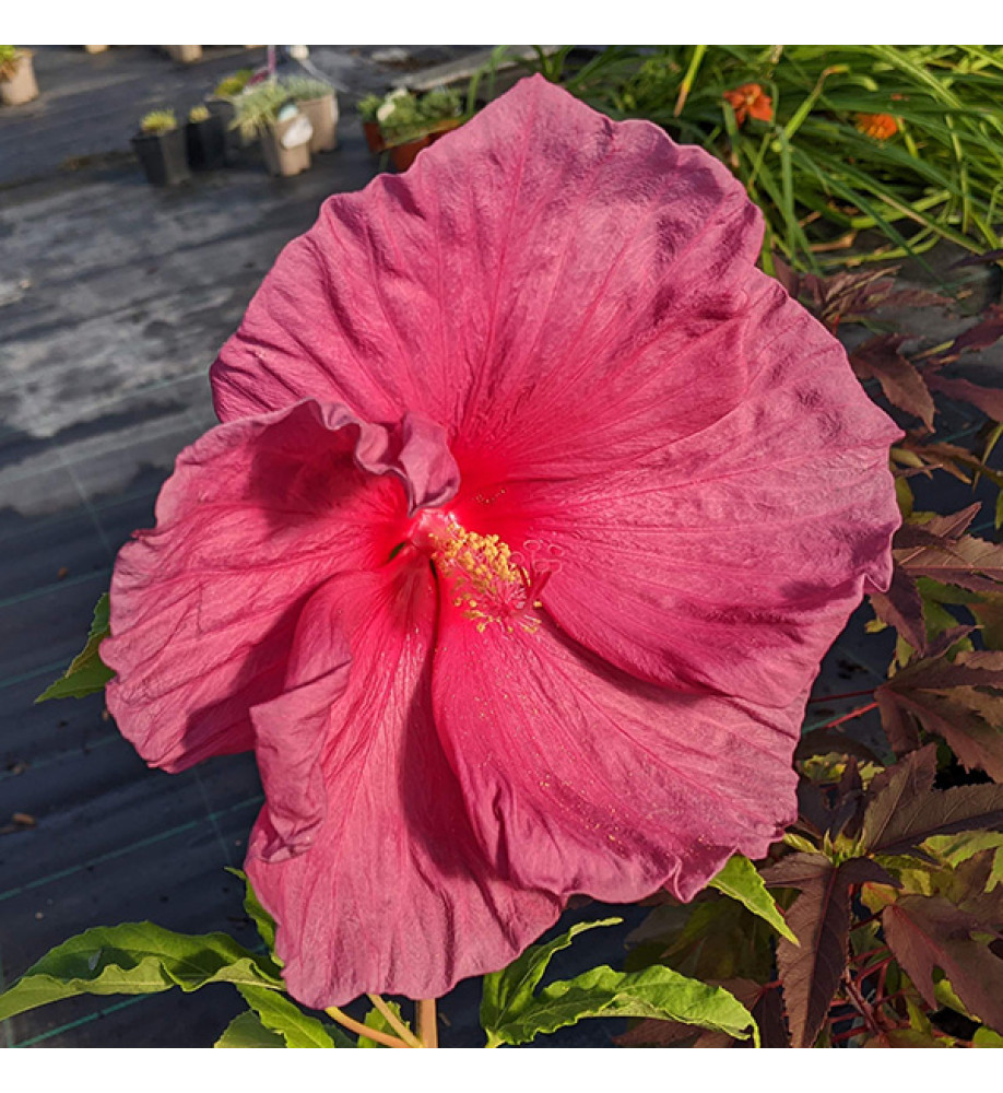 Hibiscus moscheutos Fantasia (7.5lt)