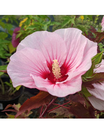 Hibiscus moscheutos Jolly Heart (3lt)