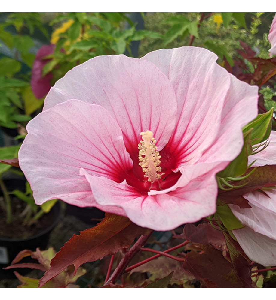 Hibiscus moscheutos Jolly Heart (3lt)