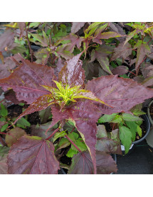 Hibiscus moscheutos Jolly Heart (3lt)
