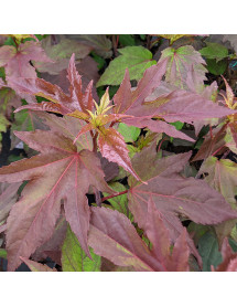 Hibiscus moscheutos Kopper King (3lt)