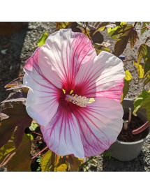 Hibiscus moscheutos Kopper King (3lt)