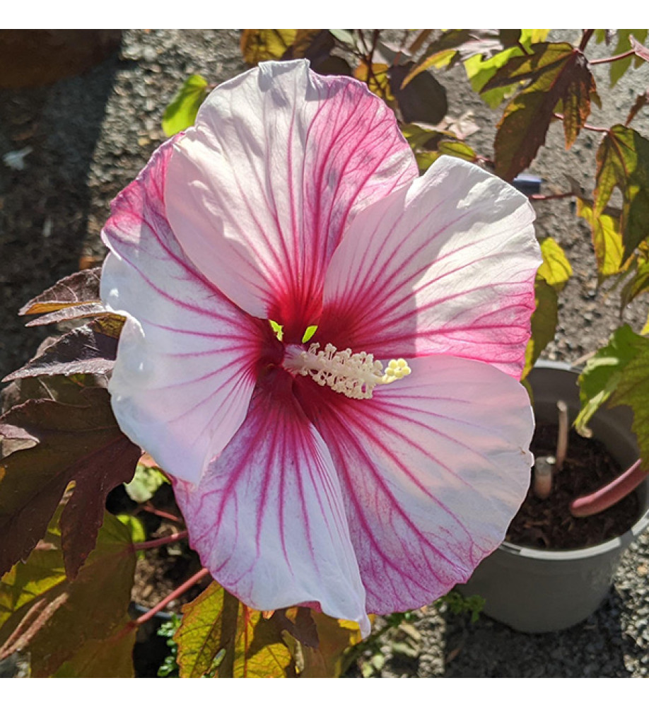Hibiscus moscheutos Kopper King (5lt)
