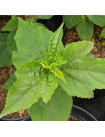 Hibiscus moscheutos Little Prince (3lt)