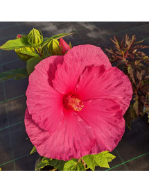 Hibiscus moscheutos Little Prince (3lt)