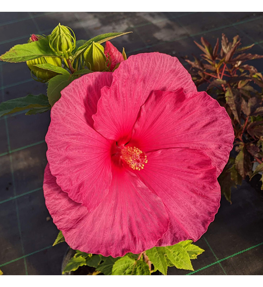 Hibiscus moscheutos Little Prince (3lt)