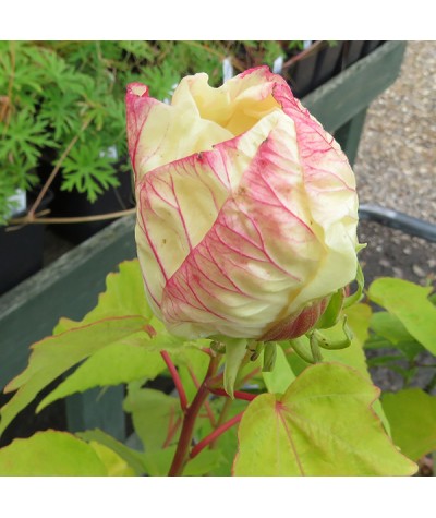 Hibiscus moscheutos Old Yella (3lt)