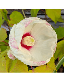 Hibiscus moscheutos Old Yella (5lt) Hibiscus moscheutos Old Yella (5lt)