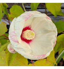 Hibiscus moscheutos Old Yella (5lt)