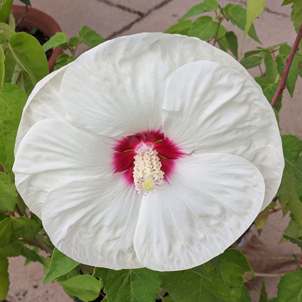 Hibiscus moscheutos Old Yella (7.5lt)