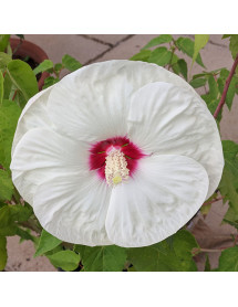 Hibiscus moscheutos Old Yella (7.5lt)