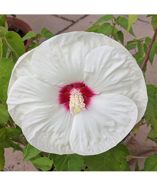 Hibiscus moscheutos Old Yella (7.5lt)