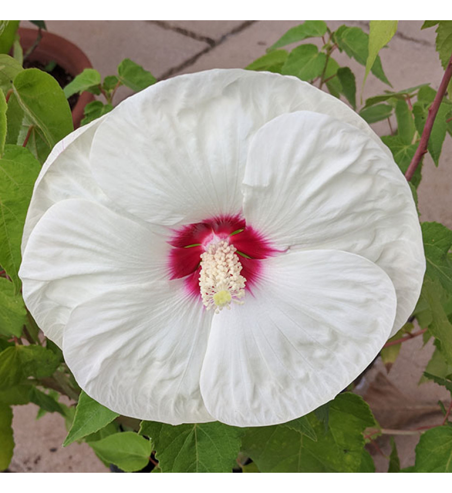 Hibiscus moscheutos Old Yella (7.5lt)
