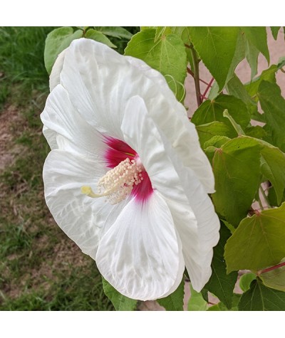 Hibiscus moscheutos Old Yella (7.5lt)
