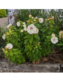 Hibiscus moscheutos Old Yella (7.5lt)