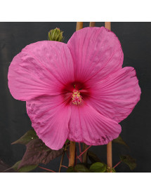 Hibiscus moscheutos Plum Crazy (3lt)